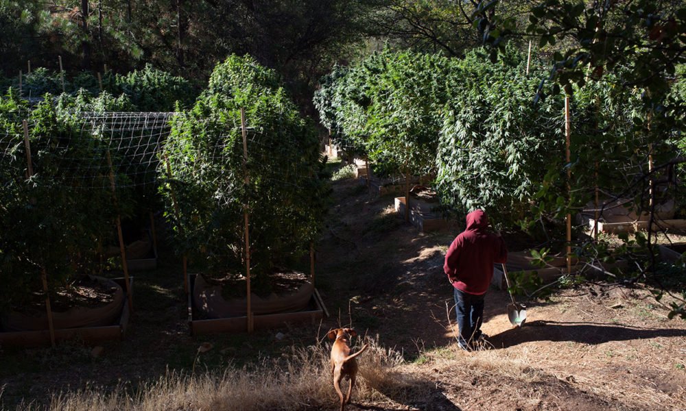 How To Battle Animal & Mold Infestations in Outdoor Cannabis Grows - MEDCAN24