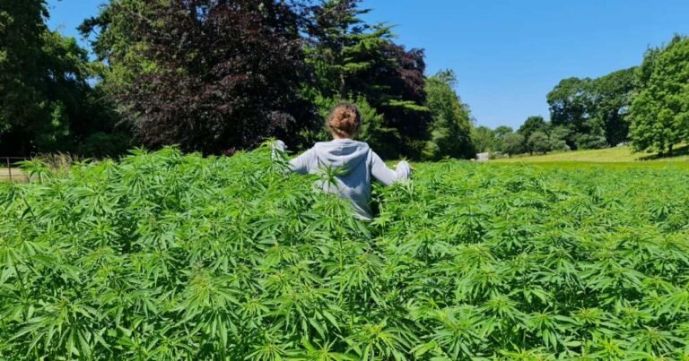 New Industrial Hemp Hub Launches In UK