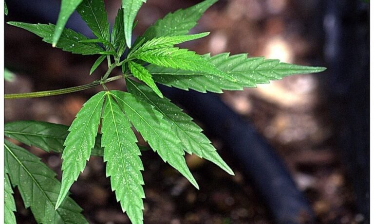 Former Nebraska Senator Seeks High Court Review In Medical Marijuana Case Seeking To Scrap Voter-Approved Legalization Law