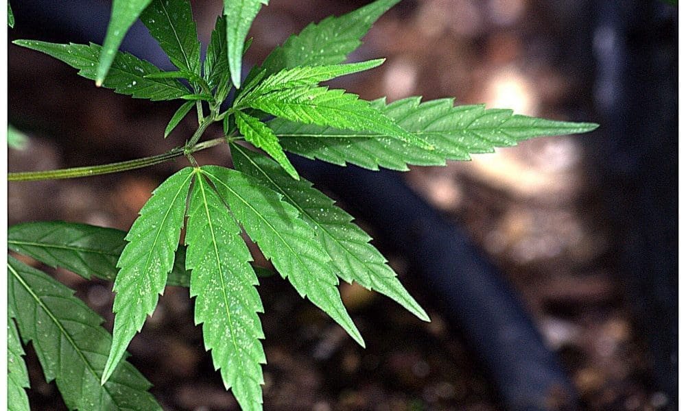 Former Nebraska Senator Seeks High Court Review In Medical Marijuana Case Seeking To Scrap Voter-Approved Legalization Law