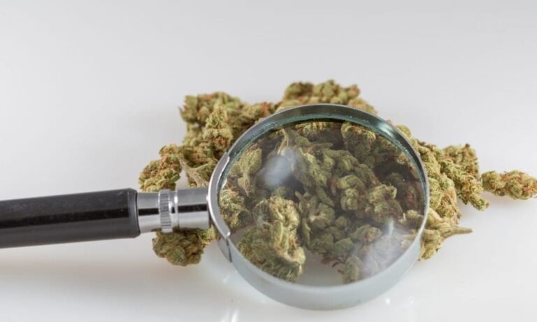 Marijuana’s Schedule I Status ‘Traps Researchers In A Paradox,’ Federally Funded Scientists Say - MEDCAN24