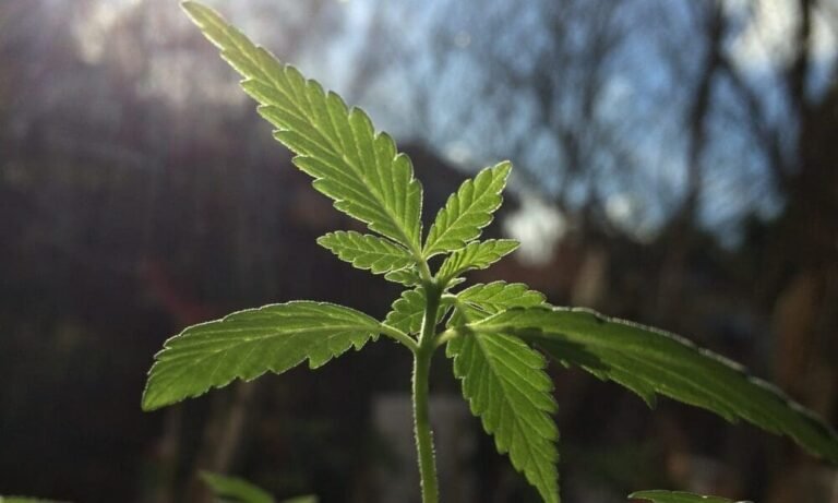 Maryland To Find New Site For Nation’s First-Ever State-Owned Marijuana Incubator Project Following Community Pushback