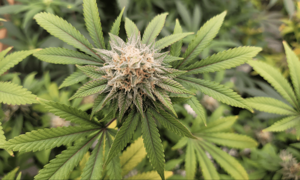 California Senators Approve Bill To Pause Newly Enacted Marijuana Tax Hike For Five Years