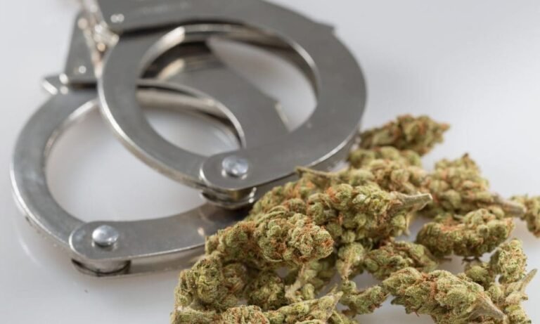 ICE Raids California Marijuana Farms Operated By State-Licensed Business As Part Of Larger Immigration Crackdown