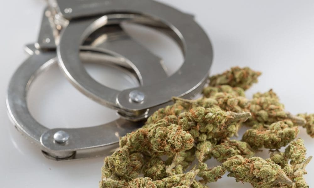 ICE Raids California Marijuana Farms Operated By State-Licensed Business As Part Of Larger Immigration Crackdown