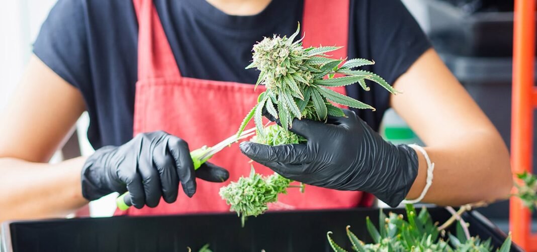 New Pennsylvania Proposal Seeks to Legalize Adult-Use Cannabis - MEDCAN24