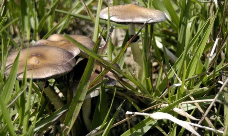 Psychedelic Retreats ‘Significantly Improved’ Mental Health For Military Veterans With PTSD And Depression, Study Finds - MEDCAN24