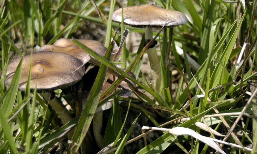 Psychedelic Retreats ‘Significantly Improved’ Mental Health For Military Veterans With PTSD And Depression, Study Finds - MEDCAN24