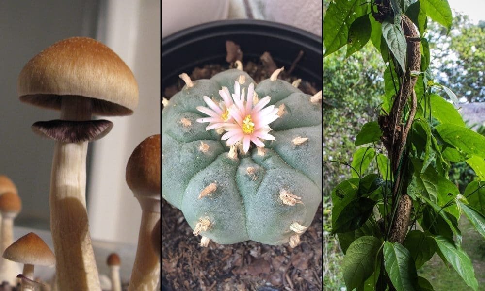 Bipartisan Congressional Lawmakers Push To Support Psychedelics Research With $10 Million Amendment To Defense Spending Bill