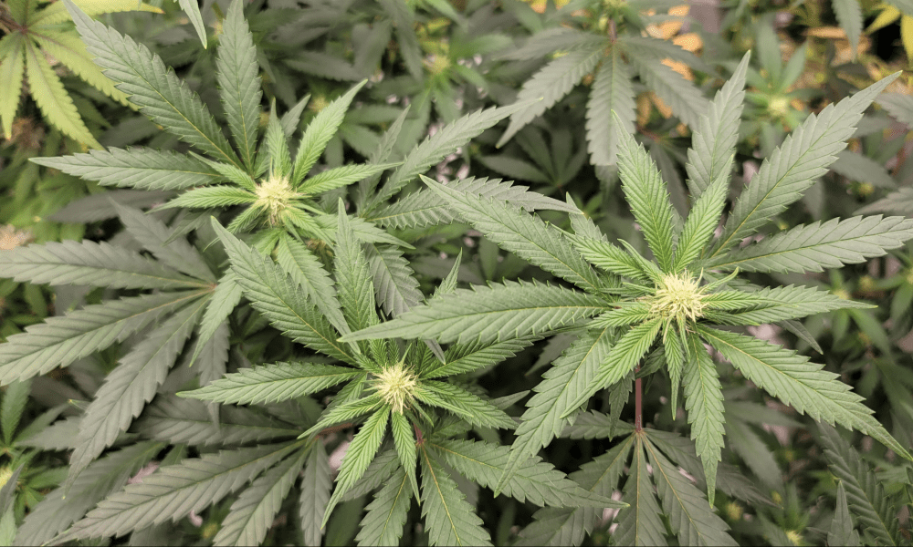 Delaware Governor Weighs ‘Competing Priorities’ As Marijuana Zoning Bill Sits On His Desk
