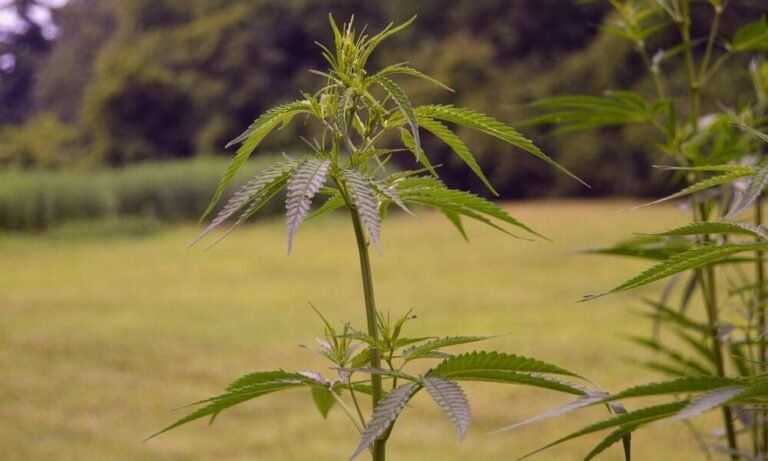 Battle Between Intoxicating Hemp And Marijuana Industries Picks Up In St. Louis