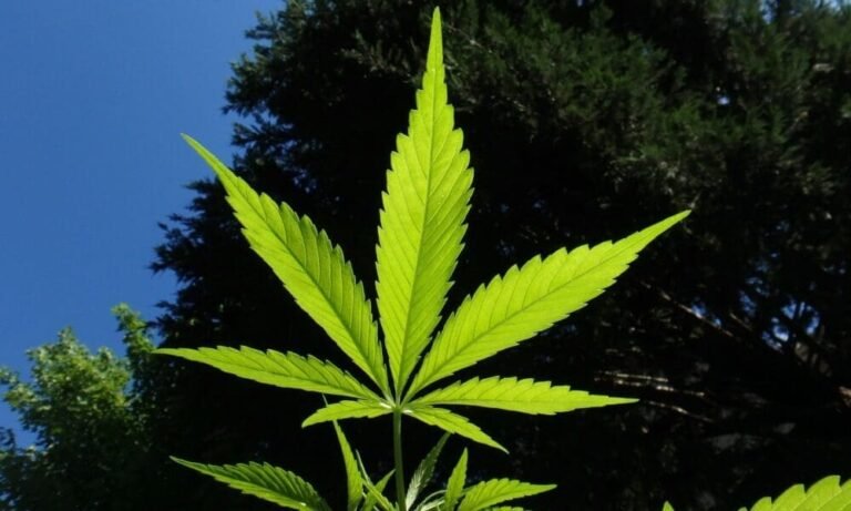 Marijuana Legalization Doesn’t Increase Youth Use, Top Researcher Says At Federal Meeting - MEDCAN24