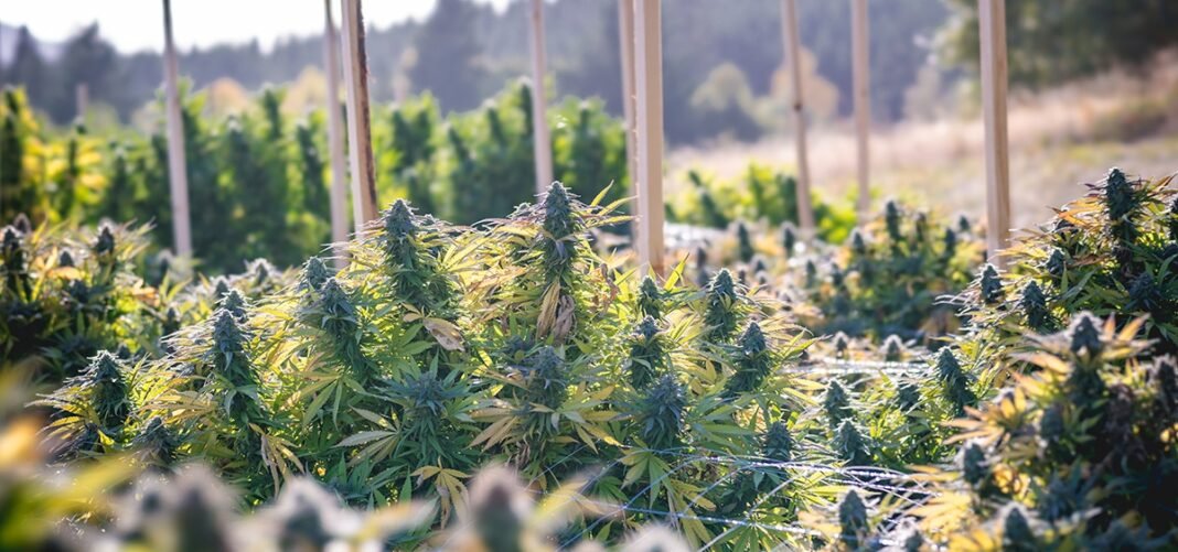 California Bill Would Let ‘Small’ Cannabis Producers Ship Directly to Consumers - MEDCAN24