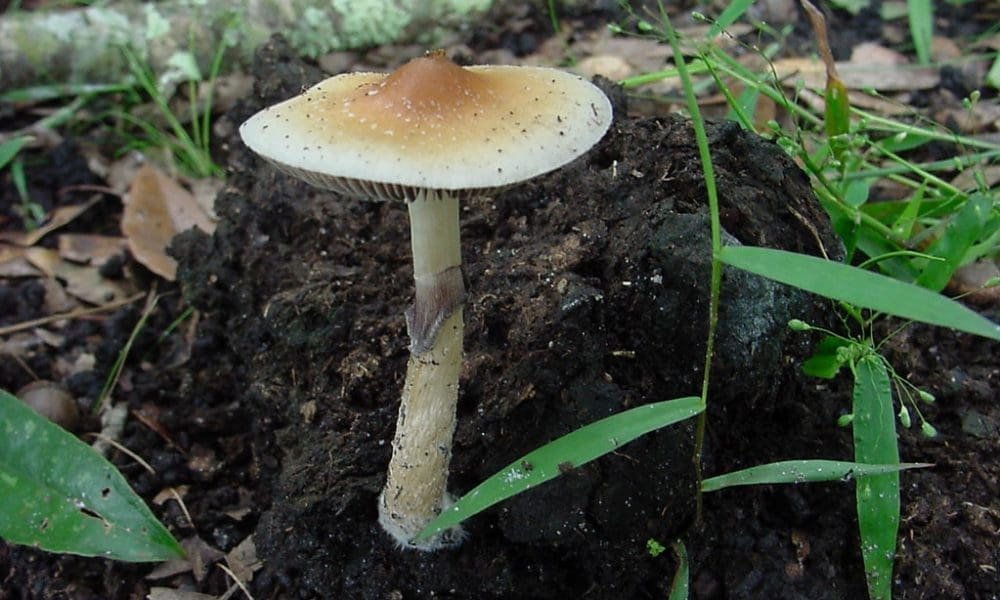 Single Dose Of Psilocybin Provided ‘Rapid Onset’ Relief Of OCD Symptoms, Study Finds - MEDCAN24