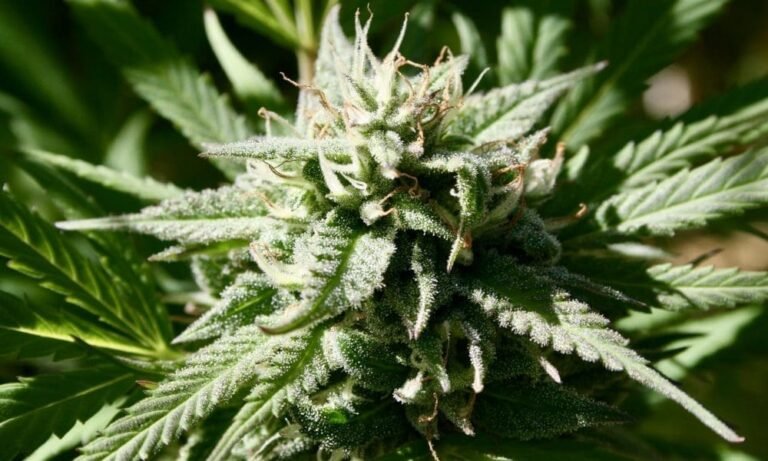 DEA Says Marijuana Rescheduling Process Is Still Stalled Six Months Into Trump Administration