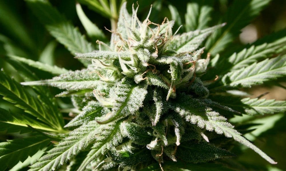 DEA Says Marijuana Rescheduling Process Is Still Stalled Six Months Into Trump Administration