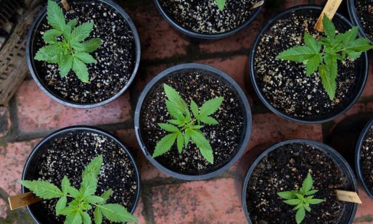 Tiny Space, Huge Harvest: Maximize Cannabis Growth Anywhere - MEDCAN24