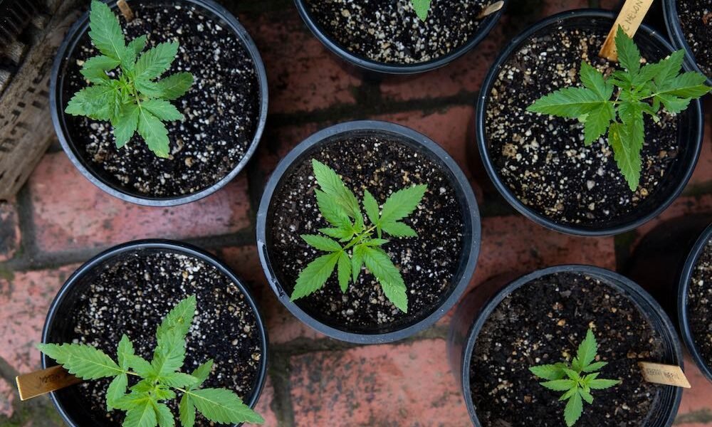 Tiny Space, Huge Harvest: Maximize Cannabis Growth Anywhere - MEDCAN24