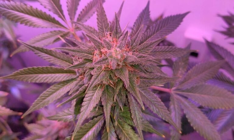 Marijuana Use Is Tied To ‘Significantly Higher Sexual Desire And Arousal,’ New Study Shows - MEDCAN24