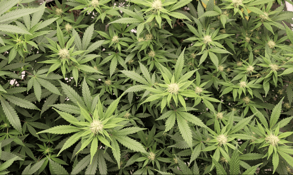 New Virginia Cannabis Commission Meeting Next Week Will Help Shape Recreational Marijuana Sales Rules Under The Next Governor