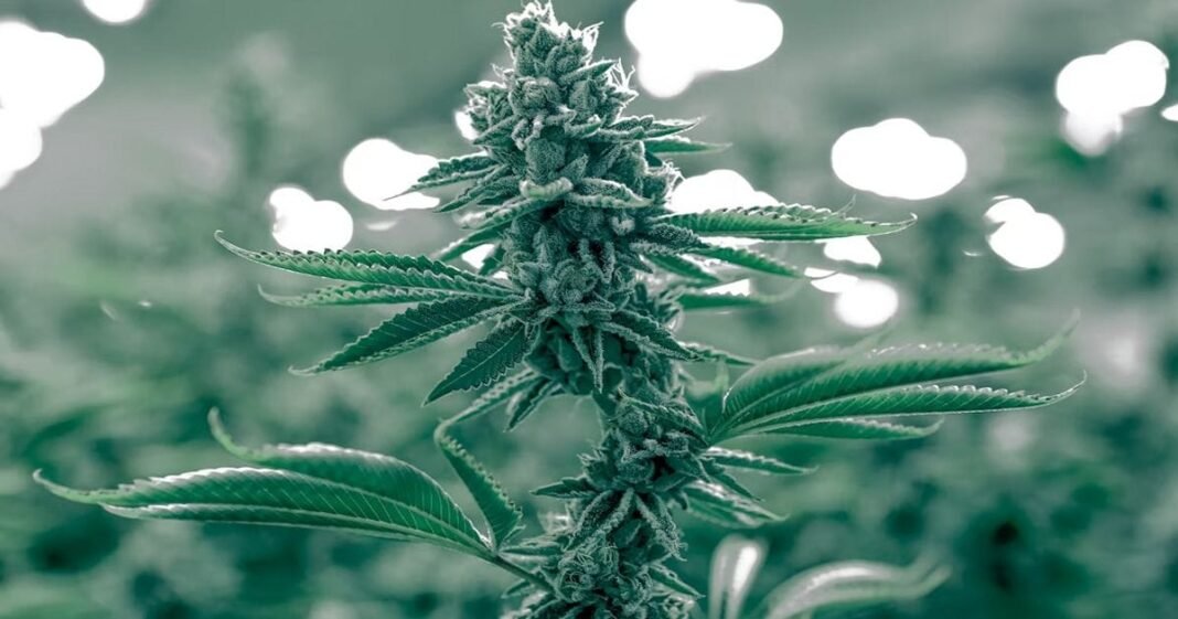 Study: Cannabis Use In California Post-Proposition 64