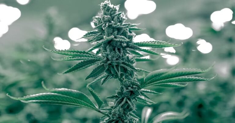 Study: Cannabis Use In California Post-Proposition 64