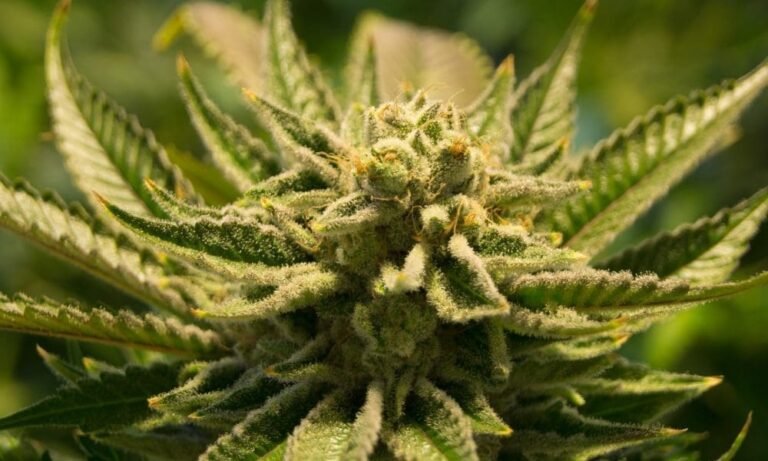 What Gives Marijuana Strains Their Distinctive Smells And Flavors? A New Scientific Review Sheds Light - MEDCAN24