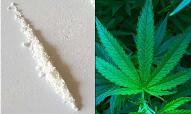 Government-Backed Study From Japan Finds No Evidence That Marijuana Is A ‘Gateway Drug’ - MEDCAN24