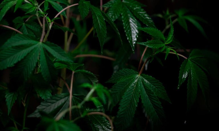 How Does Czechia’s Proposed Cannabis Legalization Compare To Other National Models? - MEDCAN24