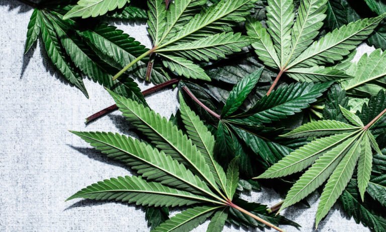 An Actually-Helpful Guide to Using Cannabis - MEDCAN24