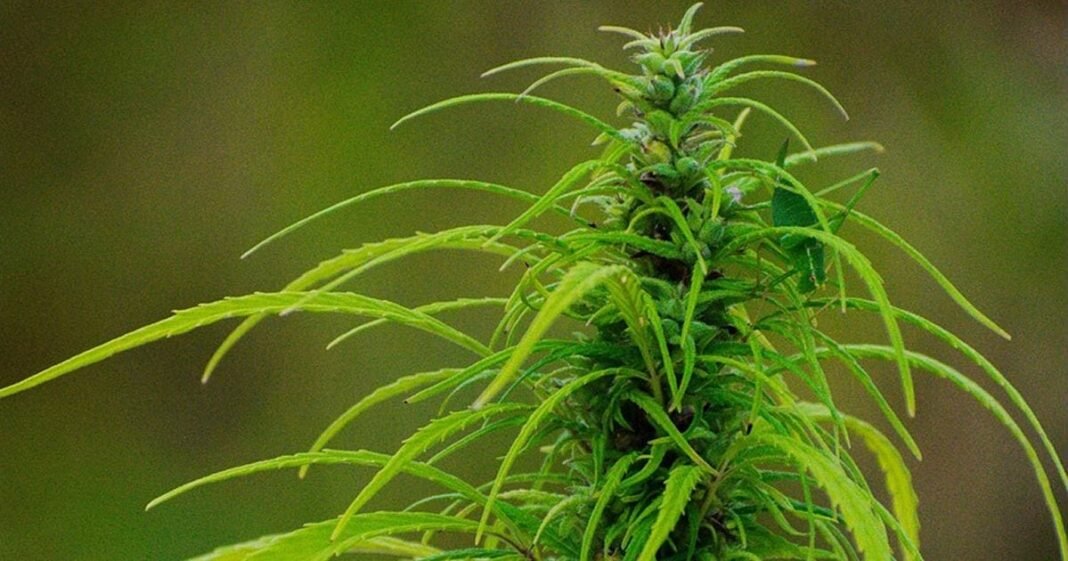 Texas Hemp Business Council Rails Against Senate Bill 5