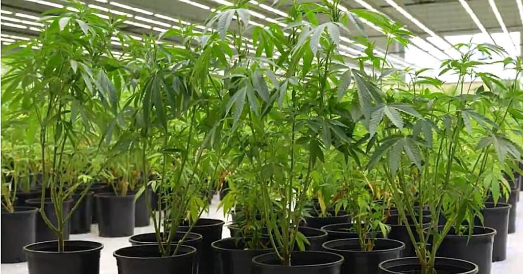 Medical Cannabis Cultivation Kicks Off In Kentucky