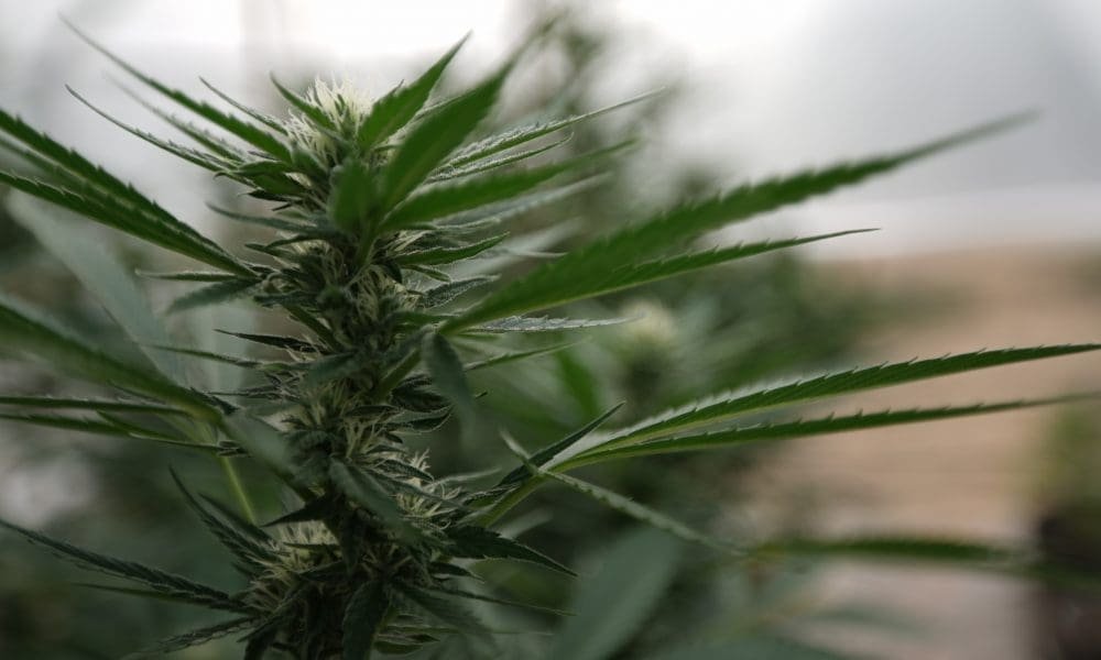 Pennsylvania’s GOP Senate Majority Leader Throws Cold Water Marijuana Legalization Plan