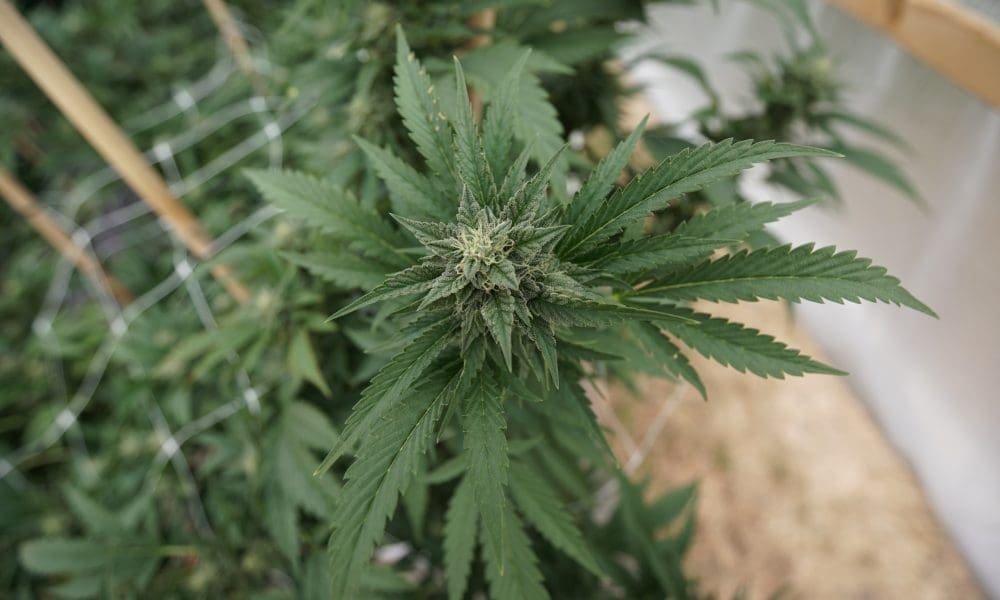 Malta Limits Historic Marijuana Legalization Law, Sending Threat Letters To Consumers Over ‘Nuisance’ Odors