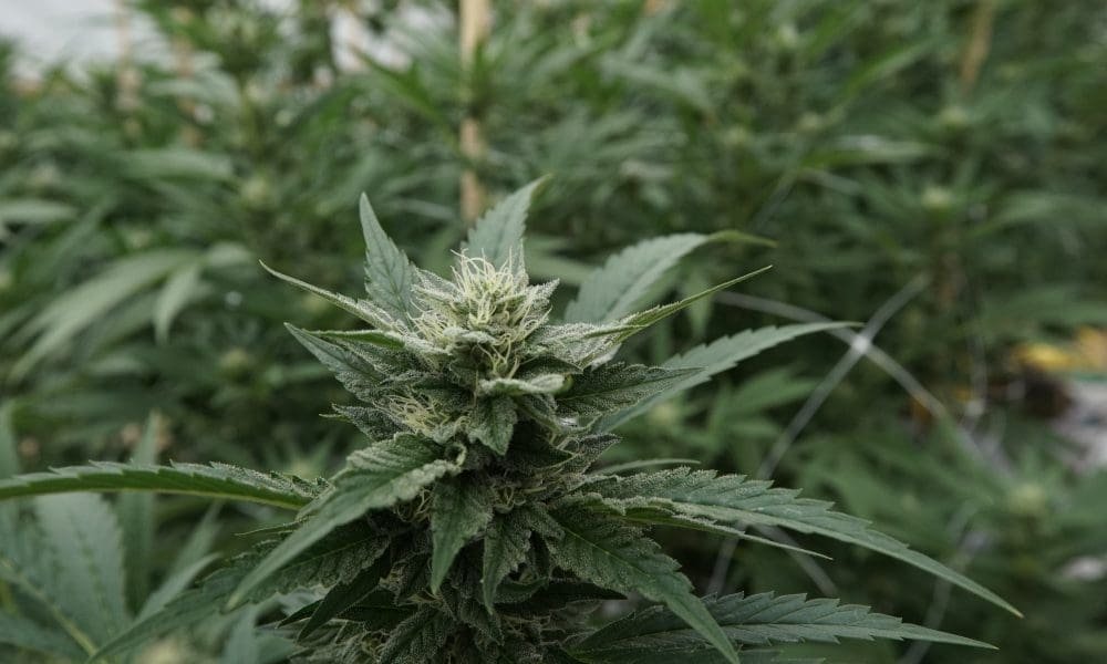 Military Veteran Sues Feds, Claiming He Was Wrongly Detained After Immigration Raid At California Marijuana Farm