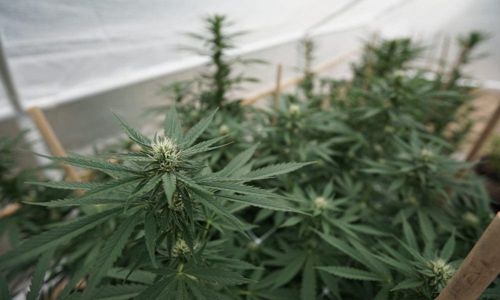 New Mexico Steps Up Enforcement Against Illicit Marijuana Operators With Hiring Of New Officers