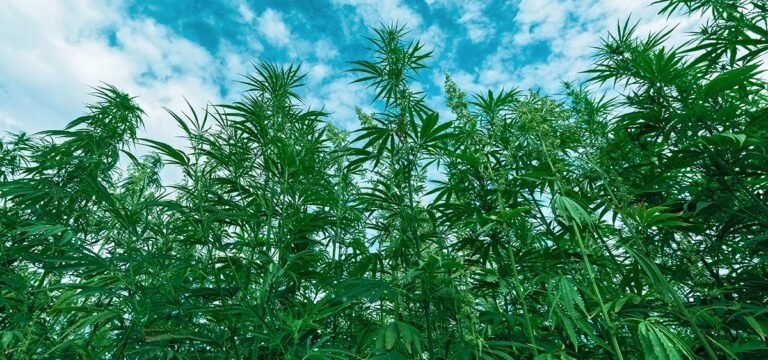 Senators Remove Hemp Product Ban from Federal Funding Bill - MEDCAN24