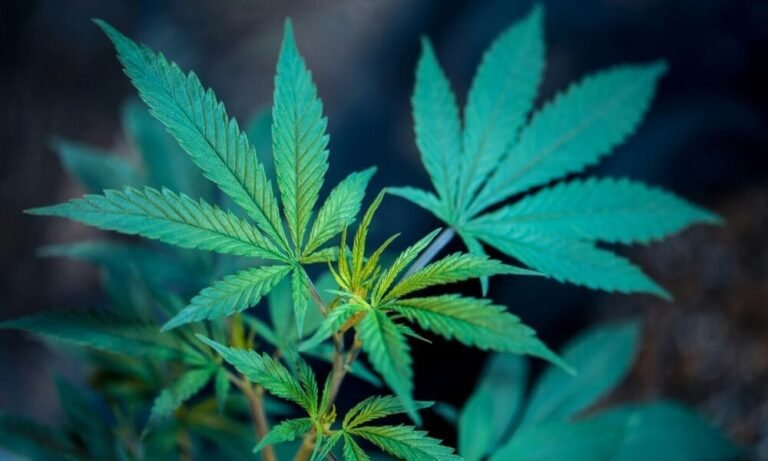 Republican Candidate For Wisconsin Governor Says He’s ‘Open’ To Marijuana Legalization