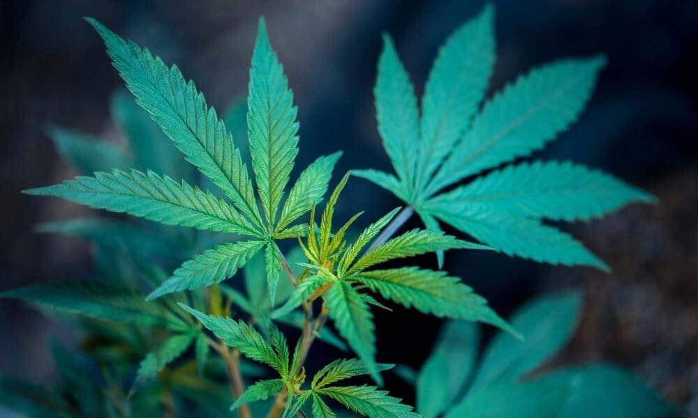 Republican Candidate For Wisconsin Governor Says He’s ‘Open’ To Marijuana Legalization