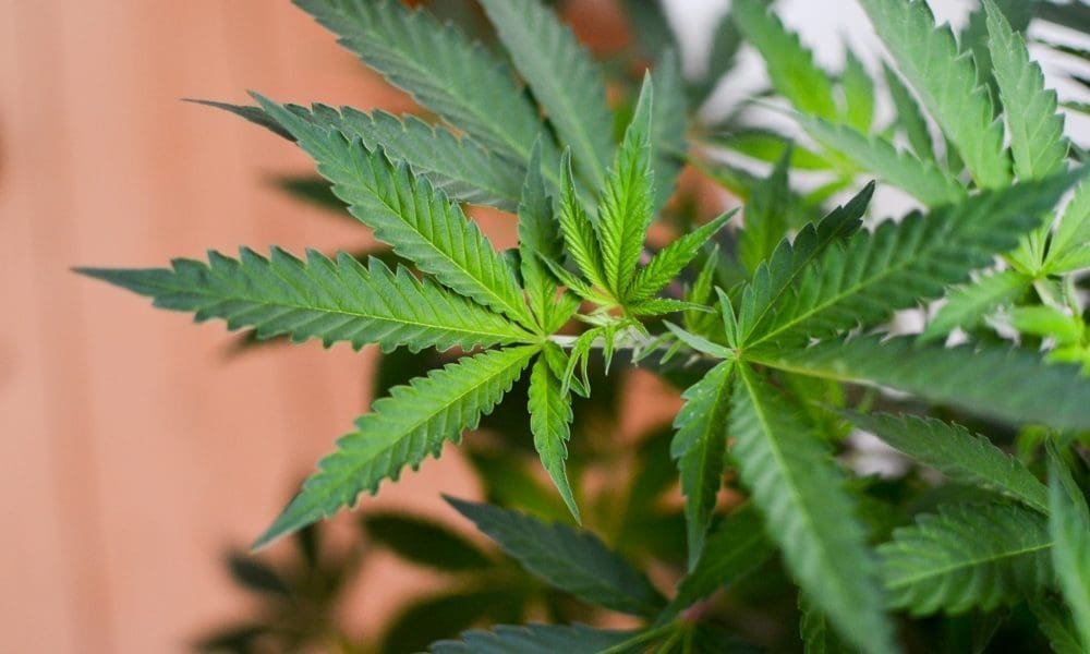 Indiana GOP Governor Says Federal Marijuana Rescheduling Under Trump Could Add ‘Fire’ To Legalization Push In His State