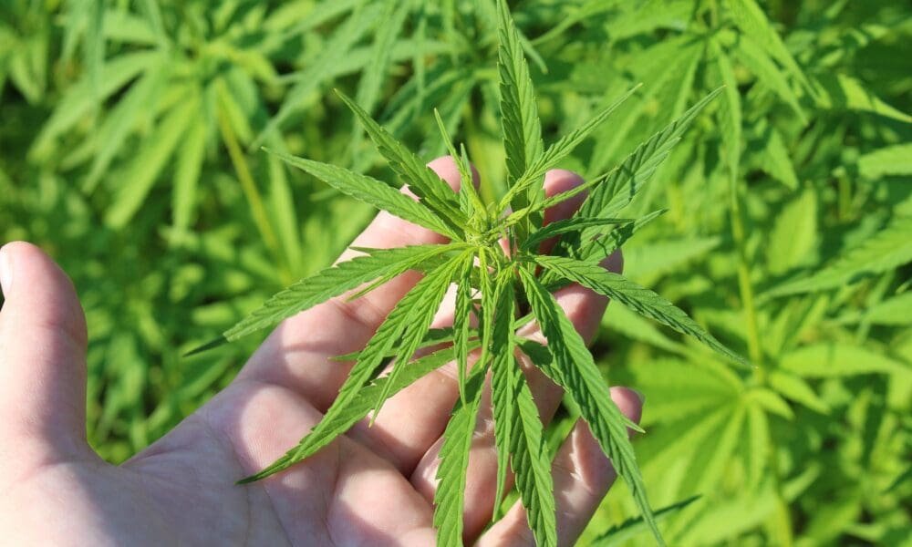 Mitch McConnell Blasts Rand Paul Over Hemp Dispute, Saying He ‘Derailed’ A Push To Criminalize THC Products