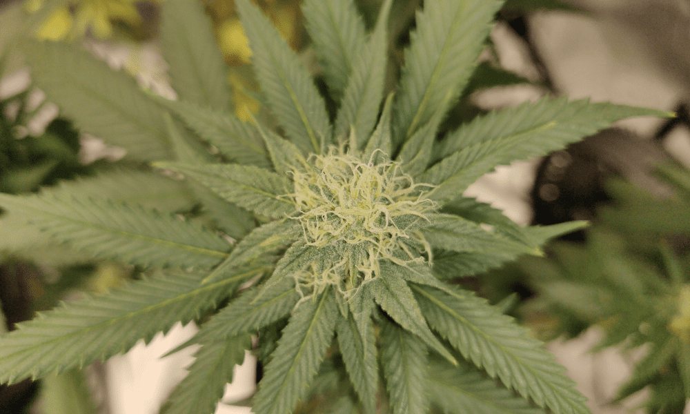 Marijuana Opponents Cheer Congressional Move To Bar Fed Agency From Encouraging Illegal Drug Use In Impaired Driving PSAs