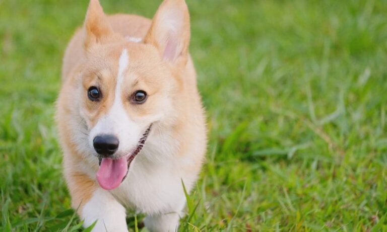Microdosing LSD Can Help Treat Separation Anxiety In Dogs, New Case Study Suggests - MEDCAN24
