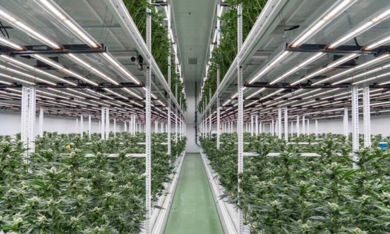Trichome Israel: Inside Job - MEDCAN24