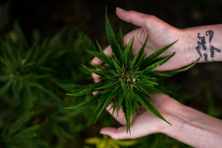 13 Minnesota Cities Are Looking To Launch Government-Owned Marijuana Stores