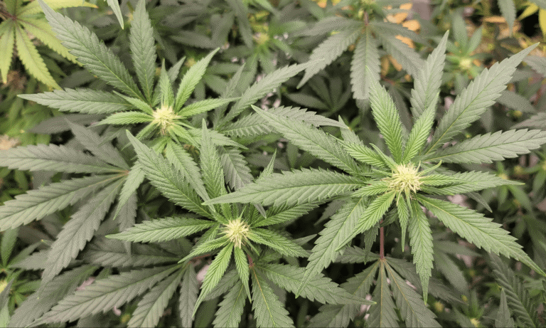 Virginia Marijuana Commission Talks Taxes And Revenue As Lawmakers Again Consider Legalizing Recreational Sales