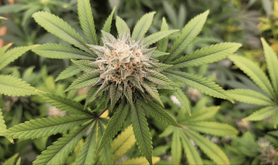 Maryland Governor Jokes About Marijuana Legalization Being The ‘One Thing’ That Got More Votes Than Him On The Ballot