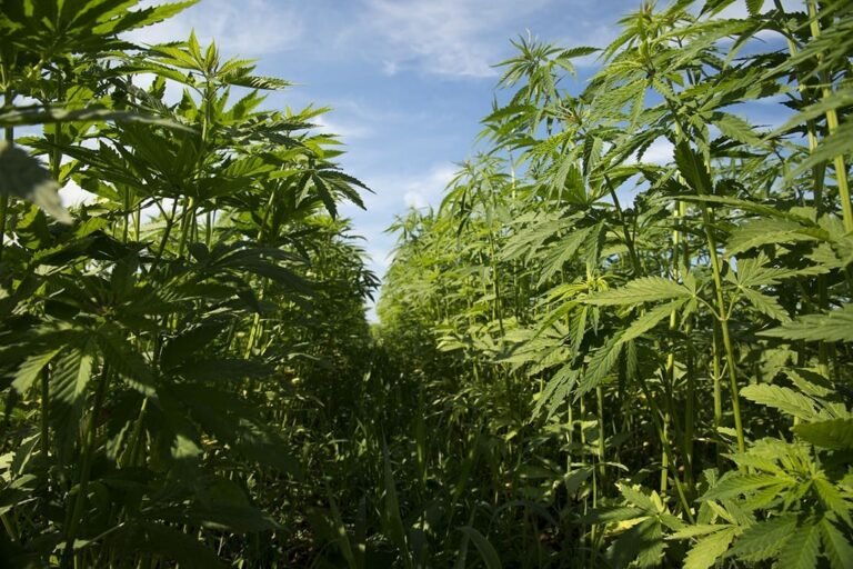 GOP Congressman Circulates Draft Bill To Regulate Hemp Products As Colleagues Pursue THC Ban