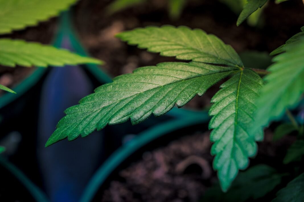 Massachusetts’s Top Marijuana Regulator Discusses Future Of State’s Legal Industry