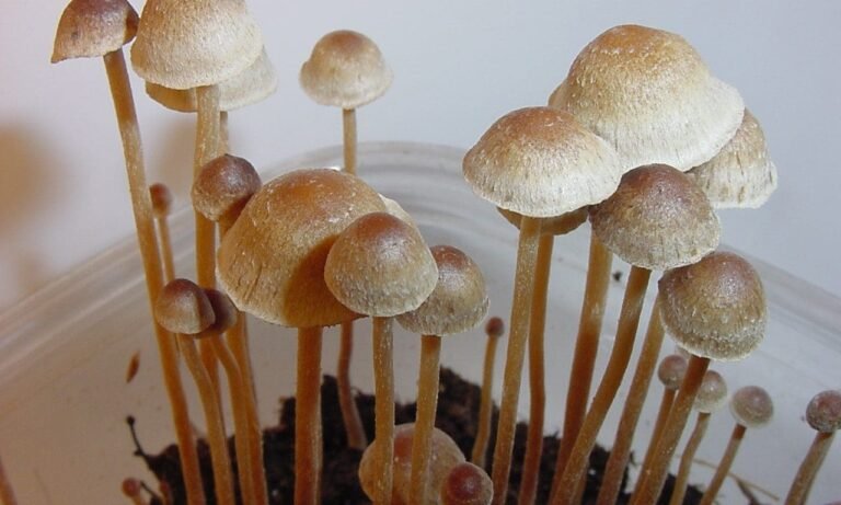 Military To Start Testing Service Members For The Psychedelic Psilocin, Memo Shows